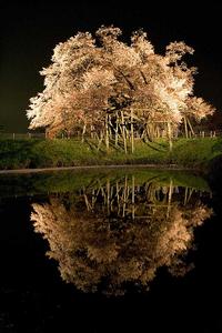 夜桜.jpg